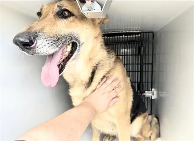 A young large-sized female German Shepherd Dog dog named A for adoption in Houston, TX