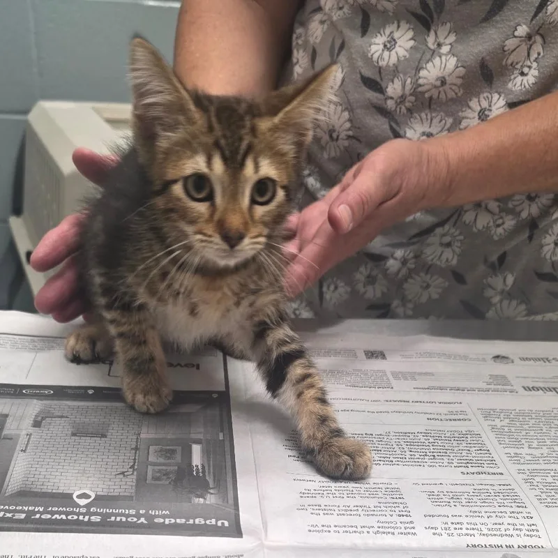 A baby small-sized male Brown / Chocolate Domestic Short Hair cat named Dickens for adoption in Jacksonville, FL
