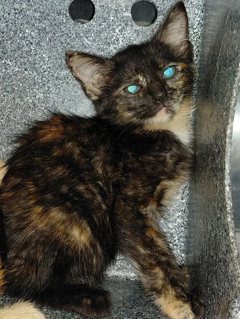 A baby small-sized female Domestic Short Hair cat named Rain for adoption in Henderson, NC