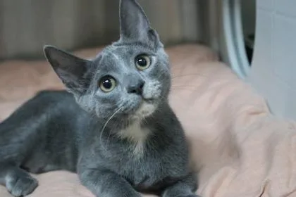 A baby small-sized female Domestic Short Hair cat named Spore for adoption in Brunswick, GA