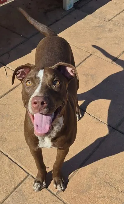 An adult small-sized female Mixed Breed dog named Bashful for adoption in Shreveport, LA