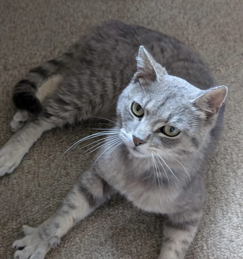 An adult medium-sized male Tabby (Gray / Blue / Silver) Domestic Short Hair cat named Smokey for adoption in Tomah, WI