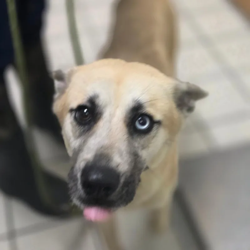 An adult medium-sized female White / Cream Mixed Breed dog named Titos AKA Precious for adoption in Charleston, WV