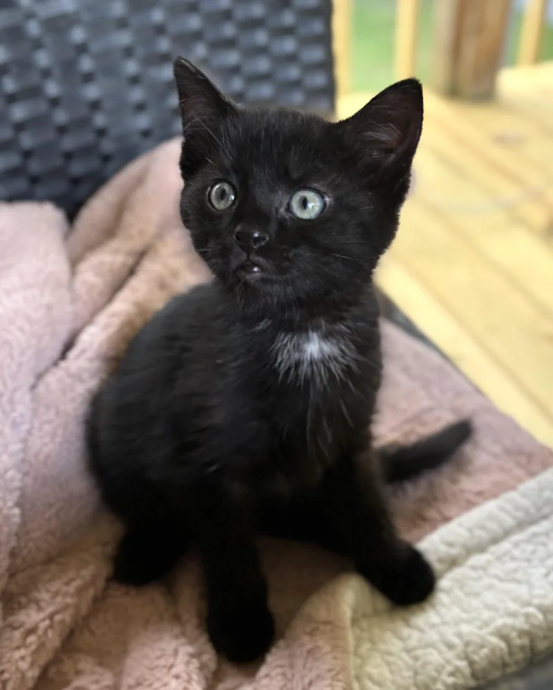 A baby medium-sized male Black Domestic Short Hair cat named Charlie for adoption in Bardstown, KY