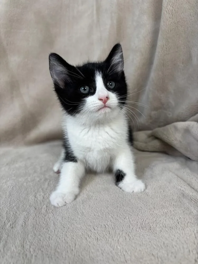 A baby medium-sized male Black & White / Tuxedo Domestic Short Hair cat named Aspen for adoption in Salinas, CA