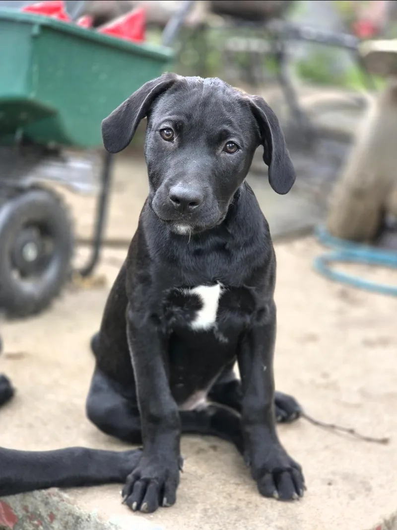 A baby large-sized male Black Chesapeake Bay Retriever dog named Irwin for adoption in Lincoln, NE