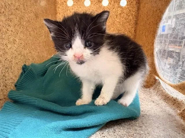 A baby small-sized female Domestic Short Hair cat named Mell for adoption in Riverside, CA