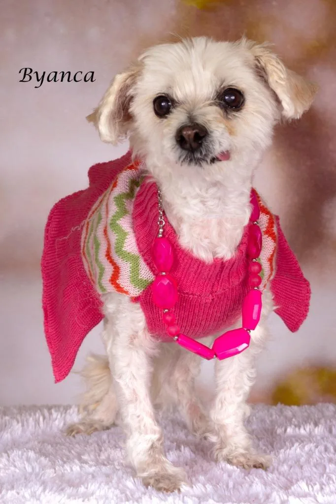 A senior small-sized female Maltese dog named Byanca for adoption in Gilbert, AZ
