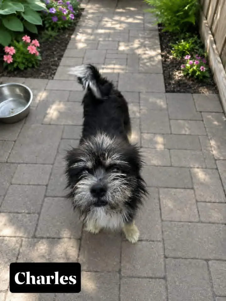 An adult small-sized male Terrier dog named Charles for adoption in Winter haven, FL