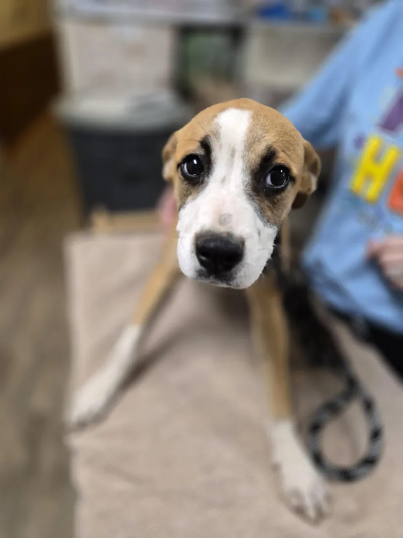 A baby medium-sized female Pug dog named Tator Tot for adoption in Lynchburg, TN