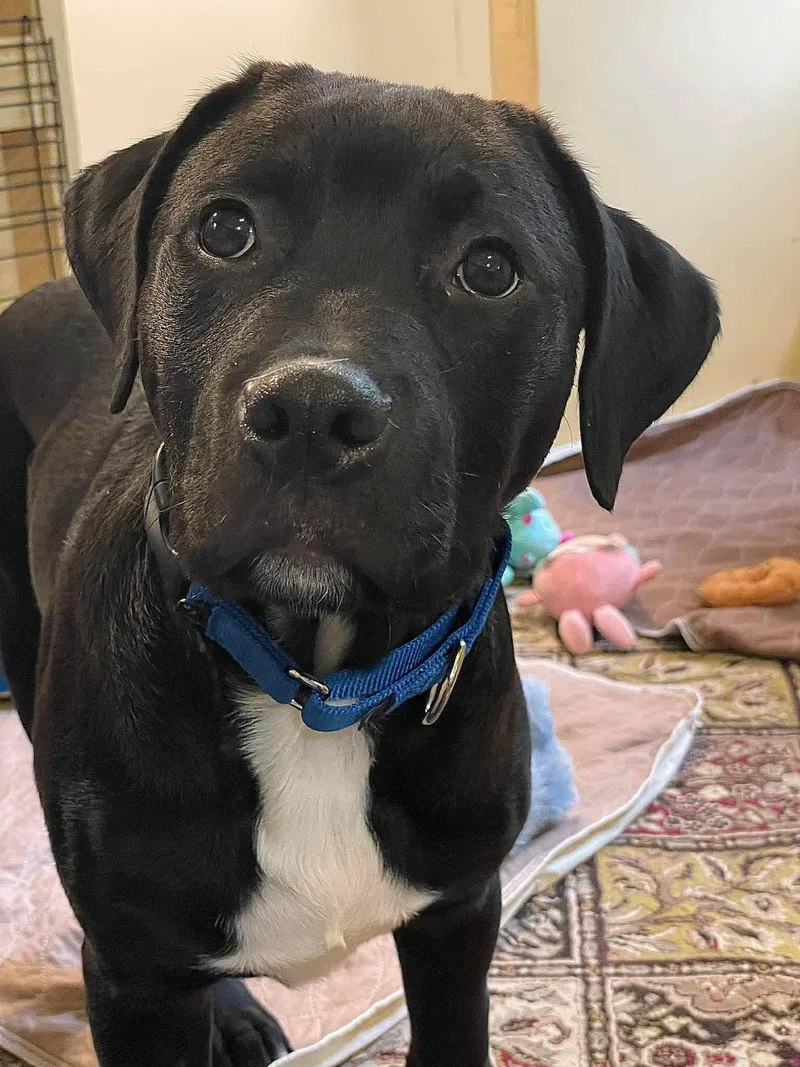 A young medium-sized male Mastiff dog named Daniel for adoption in Berwick, ME