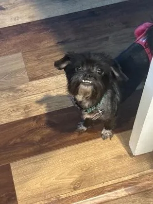 An adult small-sized male Shih Tzu dog named Doris Day for adoption in Fort Worth, TX