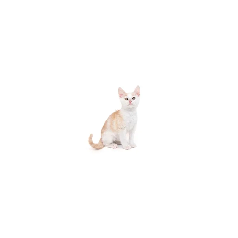 A baby small-sized male White Domestic Short Hair cat named Hemlock for adoption in Playa Vista, CA