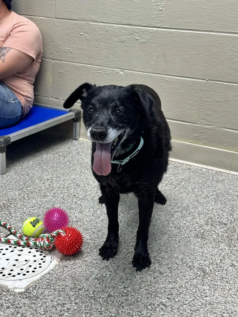 A senior medium-sized female Labrador Retriever dog named Dolly for adoption in Knoxville, TN