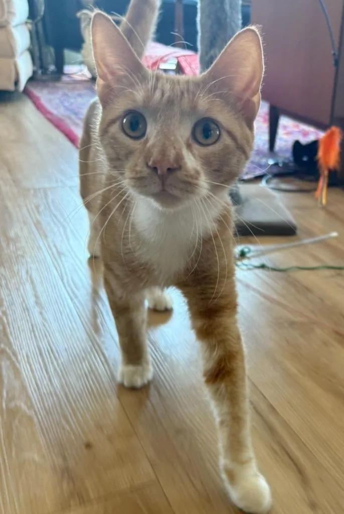 A young medium-sized male Domestic Short Hair cat named Goose for adoption in Minneapolis, MN
