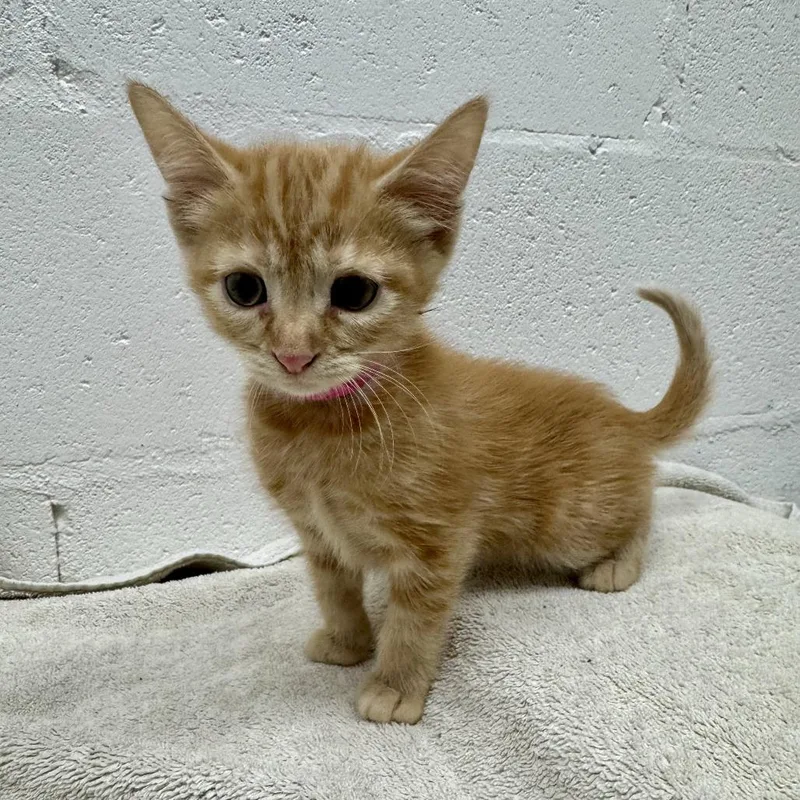A baby small-sized female Orange / Red Domestic Short Hair cat named Zendaya for adoption in Saint Louis, MO