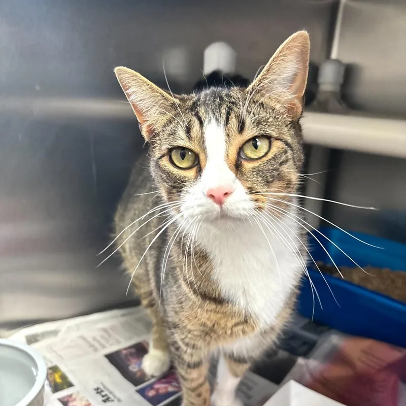 Girl Dinner thumbnail 2