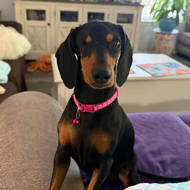 An adult small-sized female Black Dachshund dog named Kiki C for adoption in Oklahoma City, OK