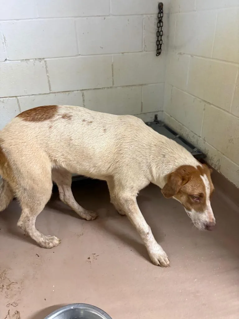 A young medium-sized female Shepherd dog named Daphne for adoption in Nacogdoches, TX