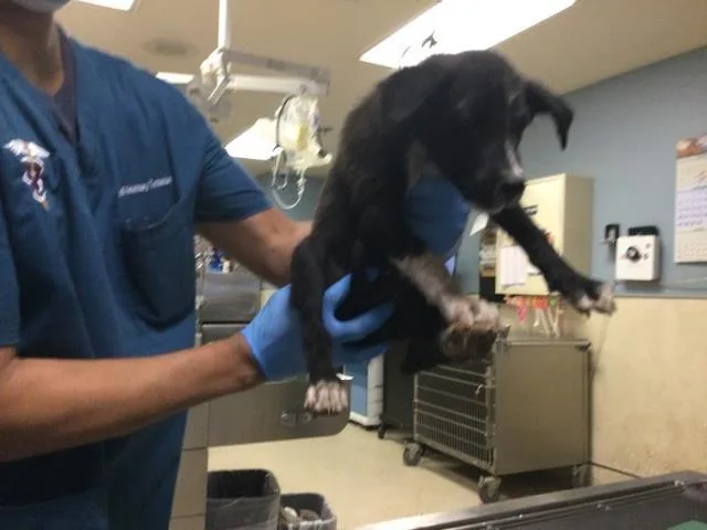A baby small-sized male German Shepherd Dog dog named A for adoption in Riverside, CA