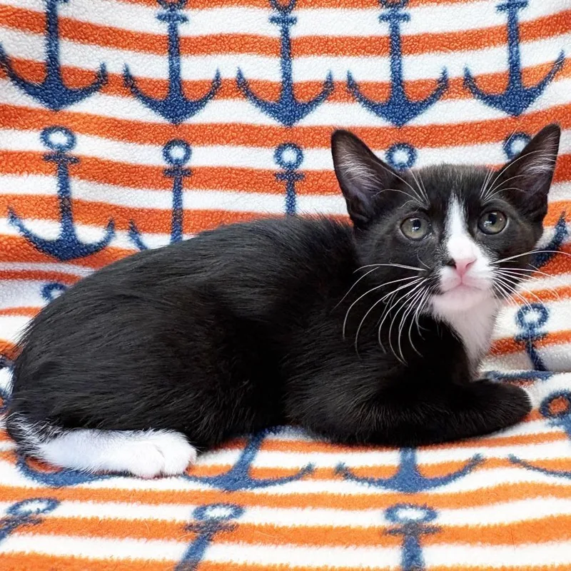 A baby small-sized female Black Domestic Short Hair cat named Bay for adoption in Mount Juliet, TN