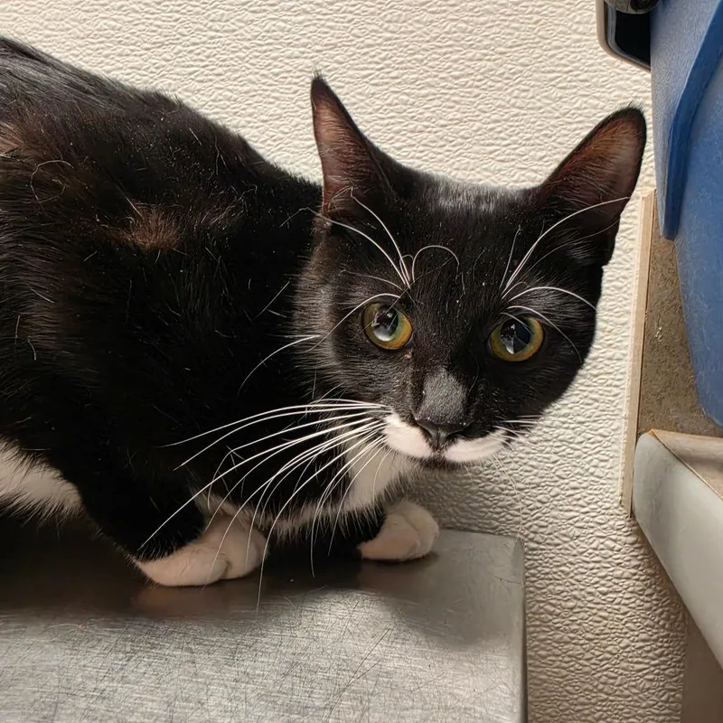 A young medium-sized female Black Domestic Short Hair cat named Veggie for adoption in Albuquerque, NM