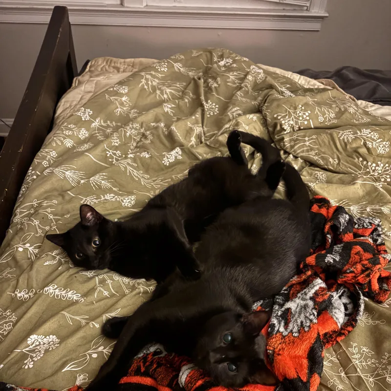 Jasper and Edward thumbnail 5