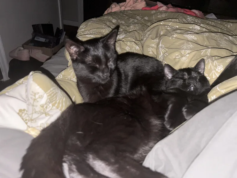 Jasper and Edward thumbnail 6