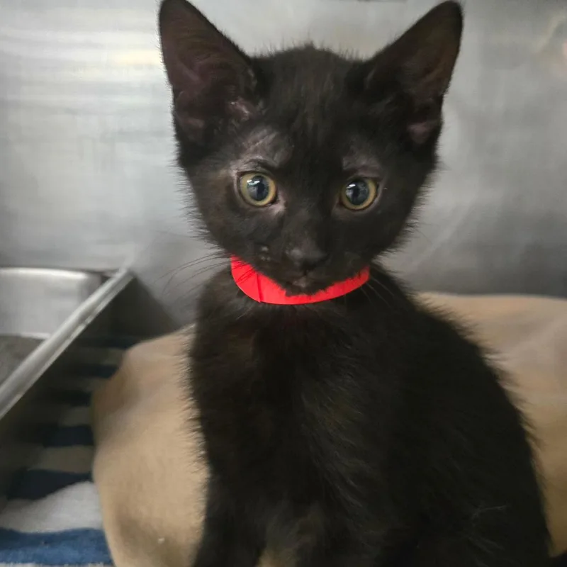 A baby small-sized female Black Domestic Short Hair cat named Bacon for adoption in San Jacinto, CA