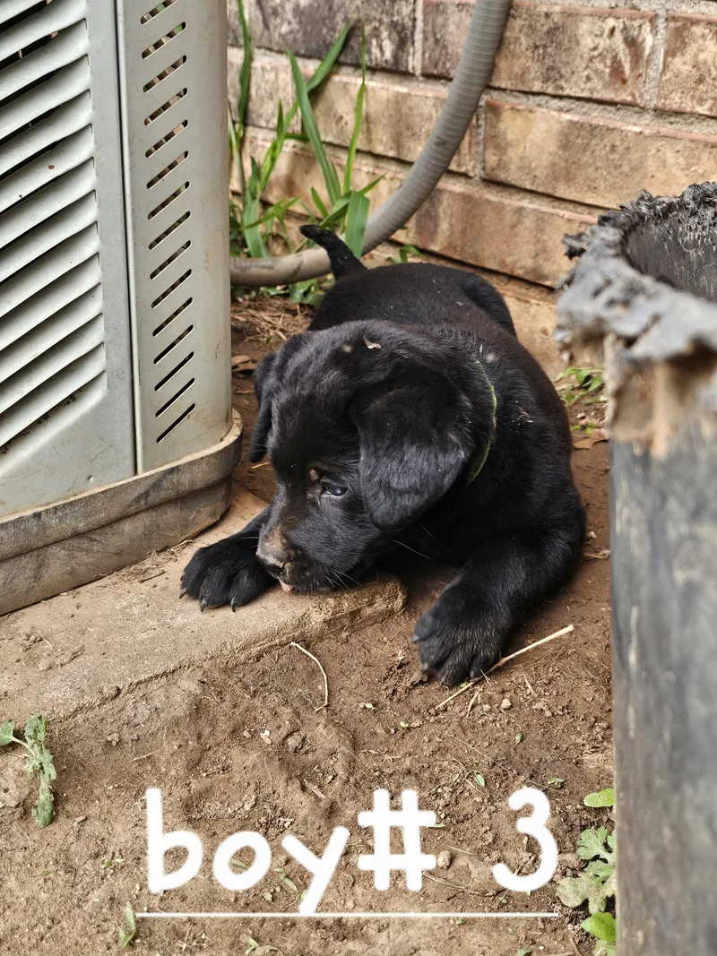 A baby medium-sized male Black Australian Cattle Dog / Blue Heeler dog named Orbit for adoption in Cleveland, OK