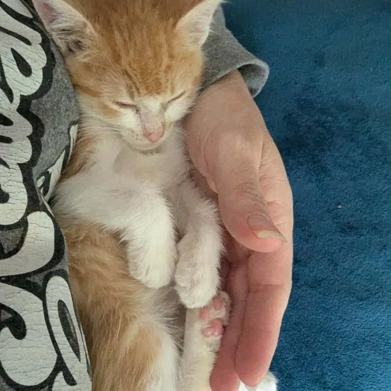 A baby small-sized male Orange / Red Domestic Short Hair cat named Lee for adoption in Concord, NC