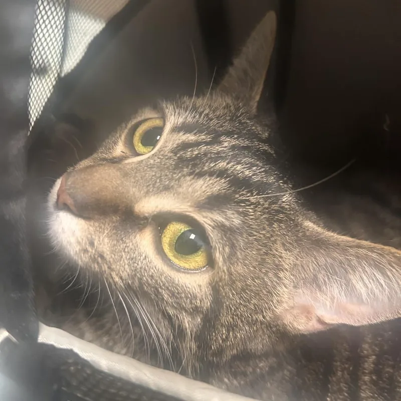 A young small-sized female Gray / Blue / Silver Domestic Short Hair cat named Dorito for adoption in Philadelphia, PA