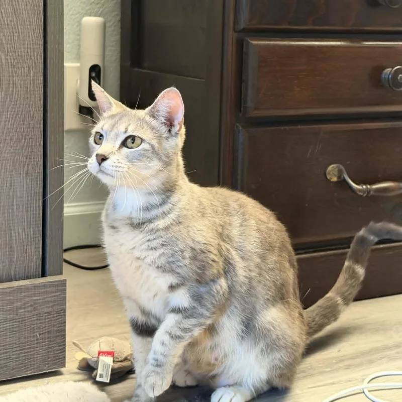 A young medium-sized female Gray / Blue / Silver Domestic Short Hair cat named Opalite for adoption in Sunnyvale, CA