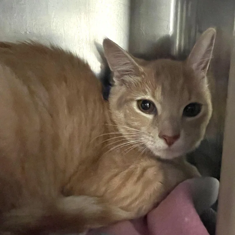 A baby small-sized female Buff / Tan / Fawn Domestic Short Hair cat named Reese's Pieces for adoption in Springfield, MA