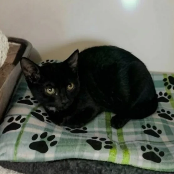 A young medium-sized female Black & White / Tuxedo Domestic Short Hair cat named Magpie for adoption in Greensburg, PA