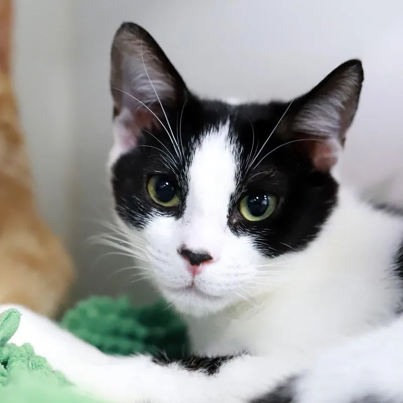 An adult medium-sized male Black & White / Tuxedo Domestic Short Hair cat named Pablo for adoption in Joshua Tree, CA