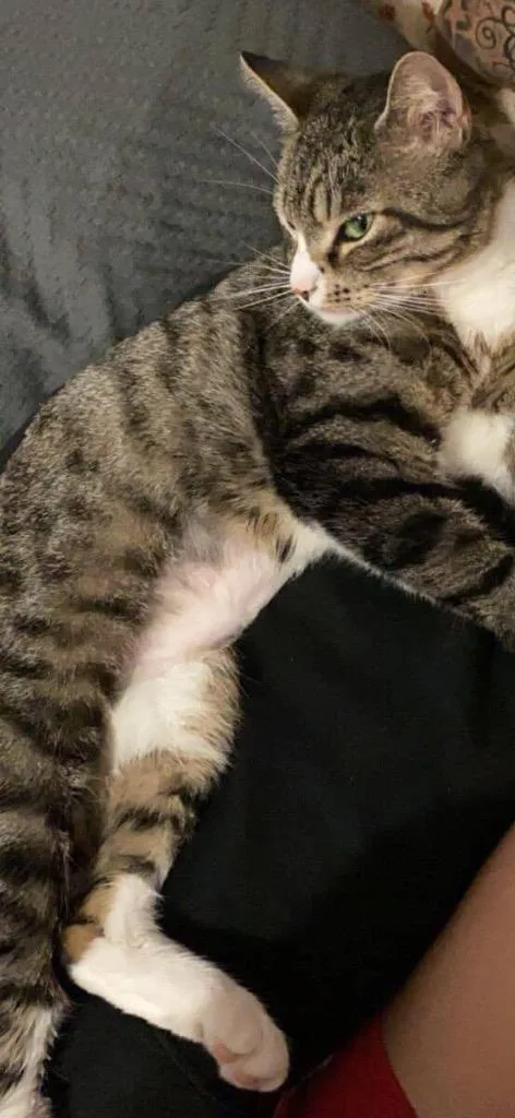 An adult medium-sized female Domestic Short Hair cat named Cleopatra for adoption in New York, NY