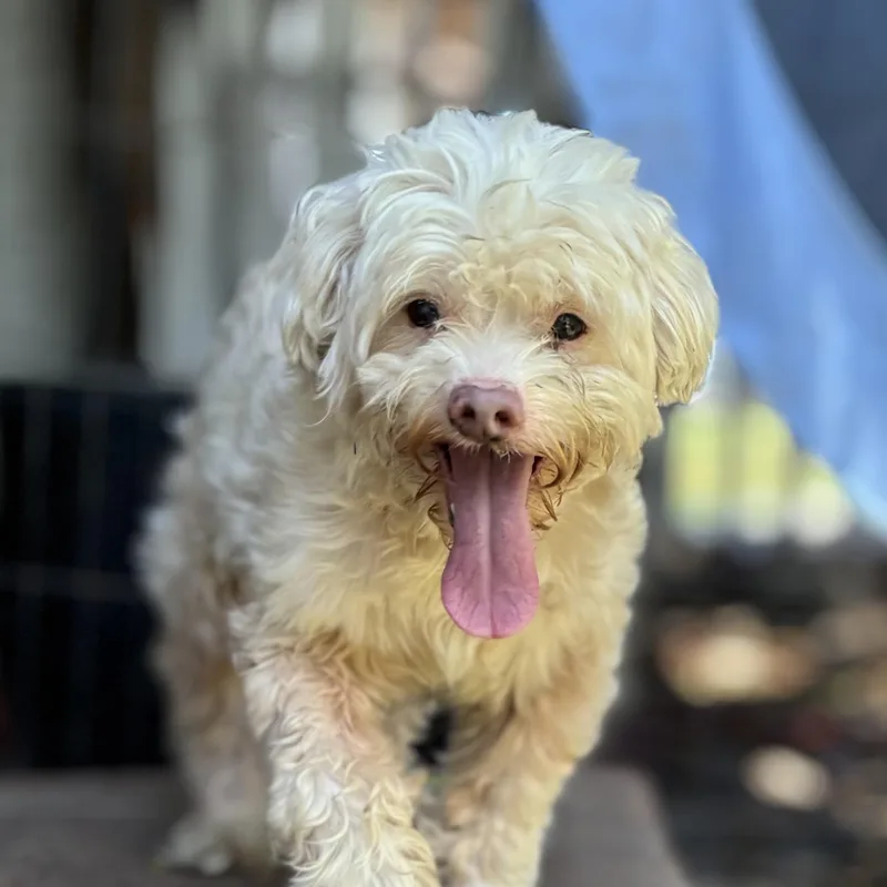 An adult small-sized male White / Cream Spaniel dog named Antinous for adoption in Beverly Hills, CA