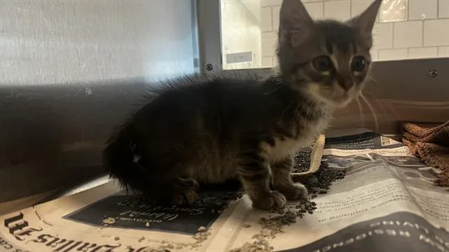 A baby small-sized male Domestic Short Hair cat named Fred for adoption in Grand Prairie, TX
