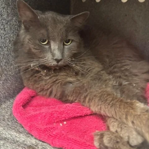 Rick The Cat thumbnail 2