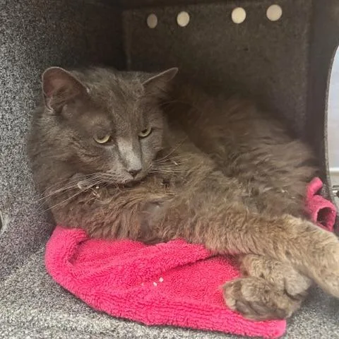 Rick The Cat thumbnail 3