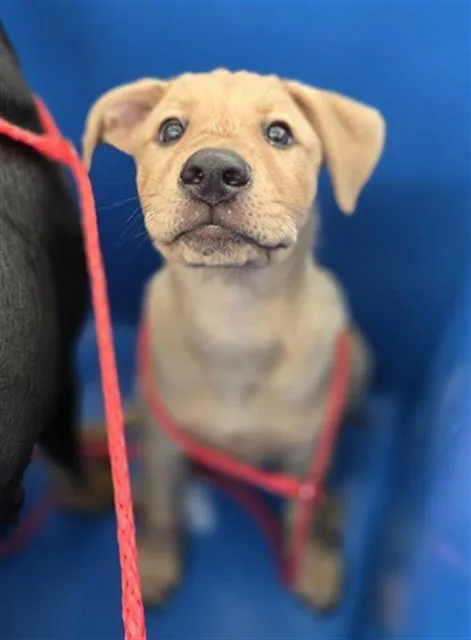 A baby large-sized female Mixed Breed dog named Buttercup for adoption in Dallas, TX