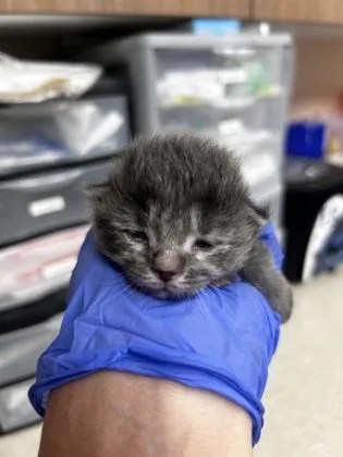 A baby small-sized female Domestic Long Hair cat named Jazz for adoption in Phoenix, AZ