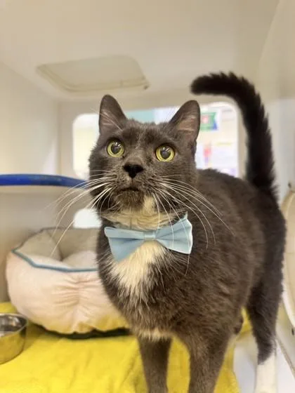 A senior medium-sized male Domestic Short Hair cat named Winston for adoption in Vero Beach, FL