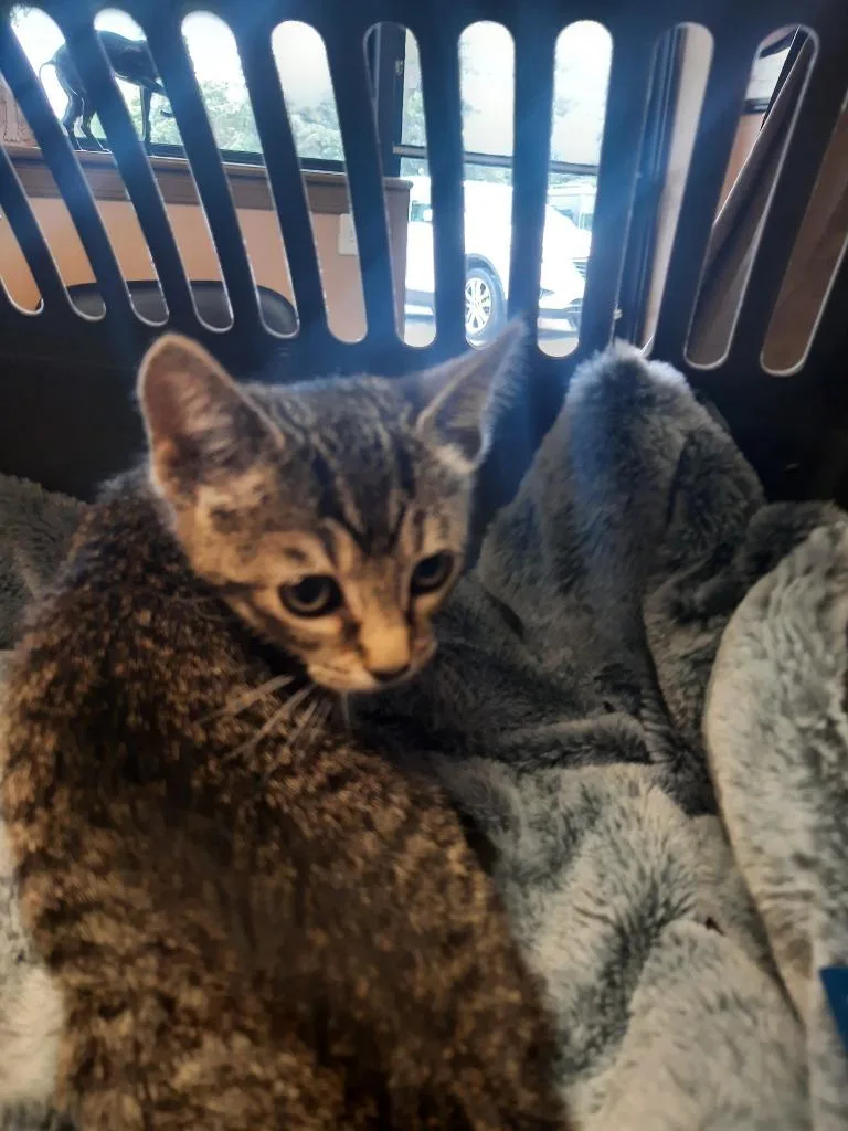 A baby small-sized female Domestic Short Hair cat named Etsy for adoption in Maumelle, AR