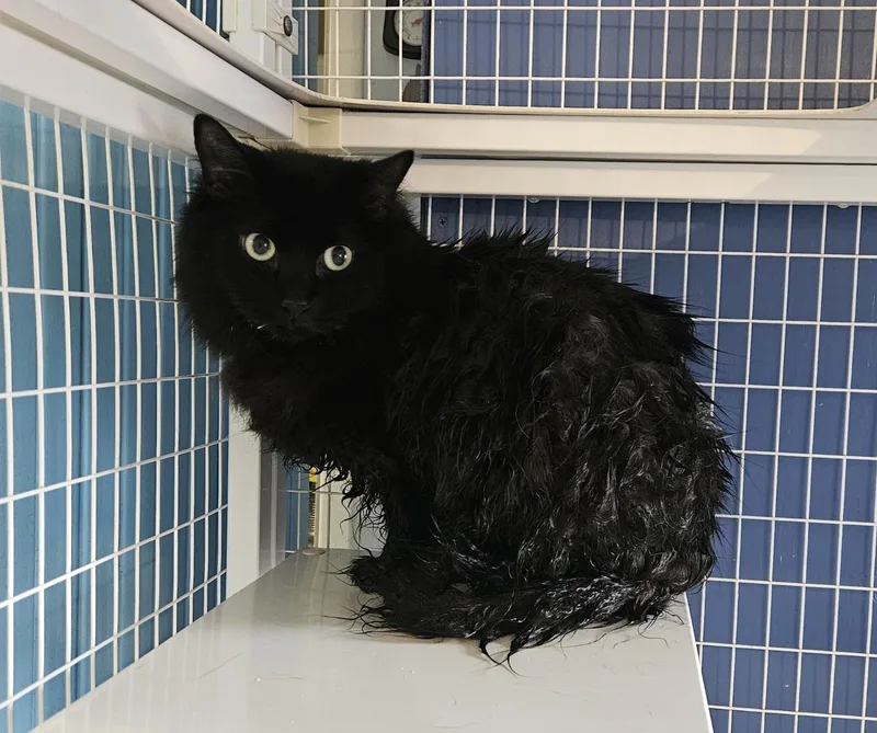An adult medium-sized female Domestic Short Hair cat named Rumplemintz for adoption in Claremont, NH