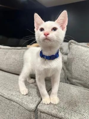 A baby medium-sized male White Domestic Short Hair cat named Ron and George Wesley for adoption in Mokena, IL