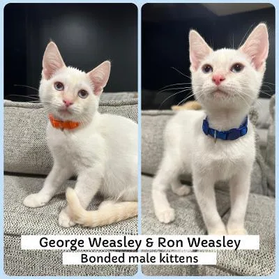 Ron and George Wesley thumbnail 3