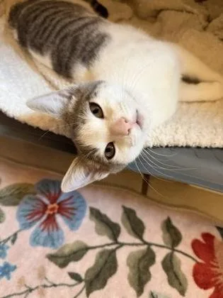 A baby small-sized female Domestic Short Hair cat named Sadie for adoption in Hillsboro, OR