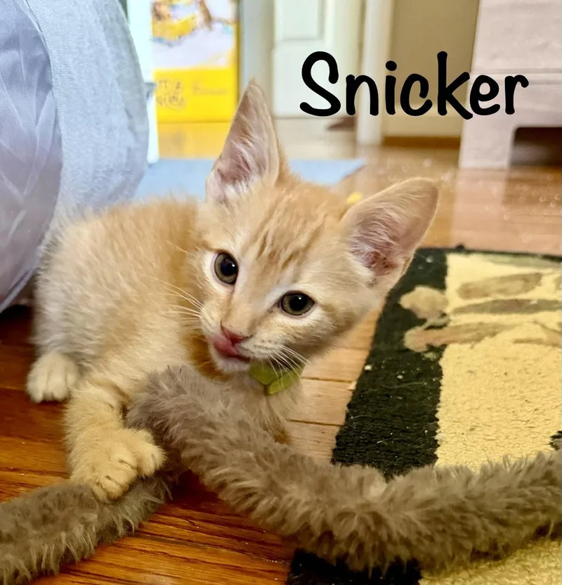 A baby medium-sized male Orange / Red Domestic Short Hair cat named Snicker for adoption in Reston, VA